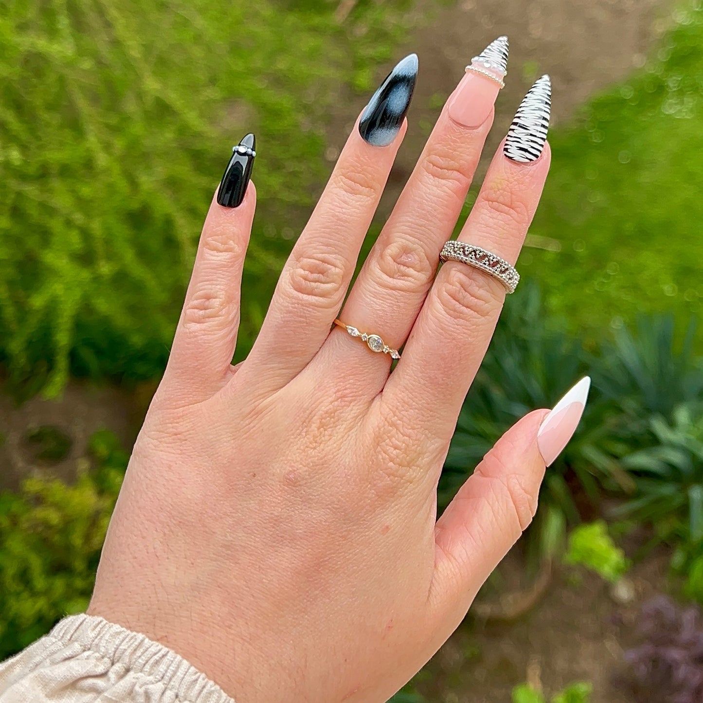 Zebra